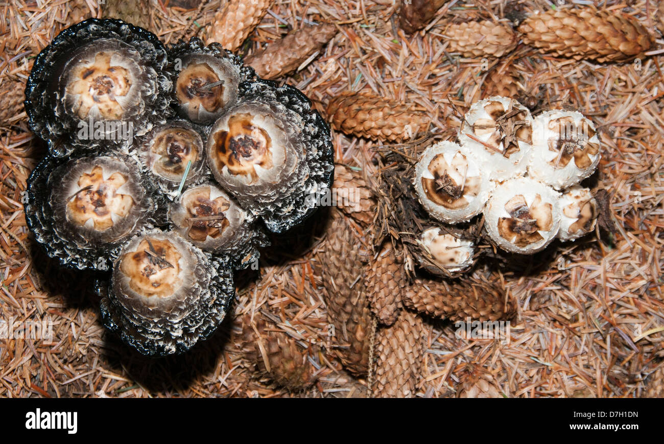 Parasol de champignons (Macrolepiota procera) Banque D'Images