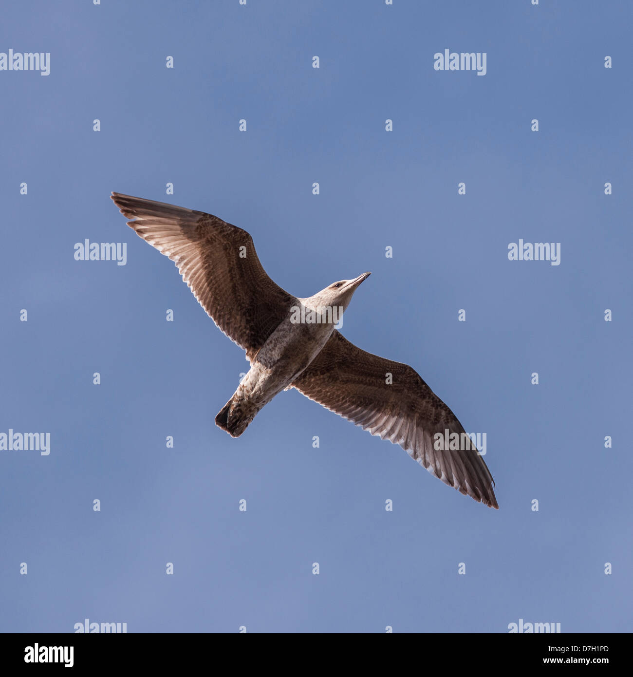 Une jeune mouette en vol au Royaume-Uni Banque D'Images