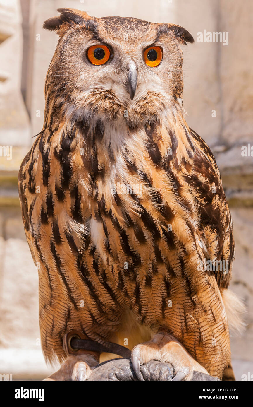 Une captive d'Eagle Owl Bubo bubo ( ) au Royaume-Uni Banque D'Images