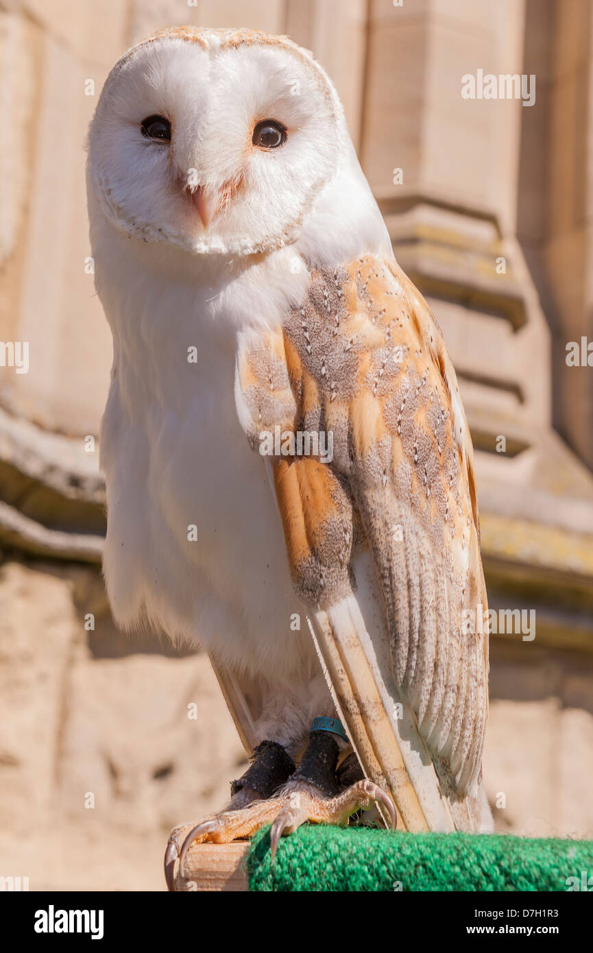 Une captive d'Effraie des clochers (Tyto alba) au Royaume-Uni Banque D'Images