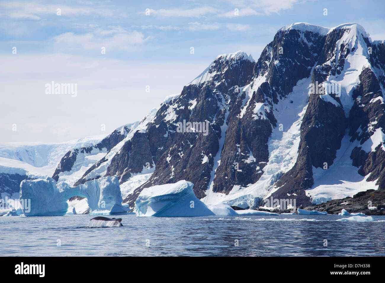 Baleine à bosse (Megaptera novaeangliae), l'Île Petermann, Antarctique. Banque D'Images