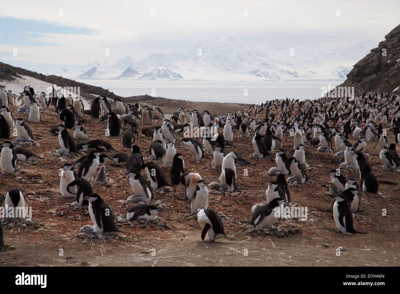 Manchot à Jugulaire (Pygoscelis antarctica) colonie, Baily Head, à l'île de la déception, de l'Antarctique. Banque D'Images