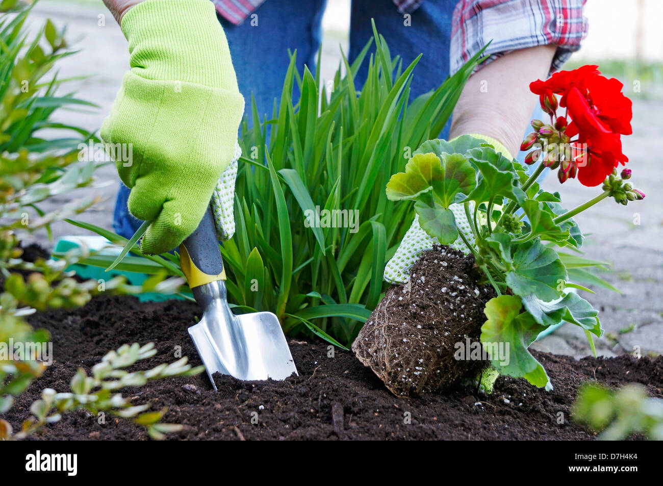 Jardiner, planter des fleurs, géranium rouge Banque D'Images