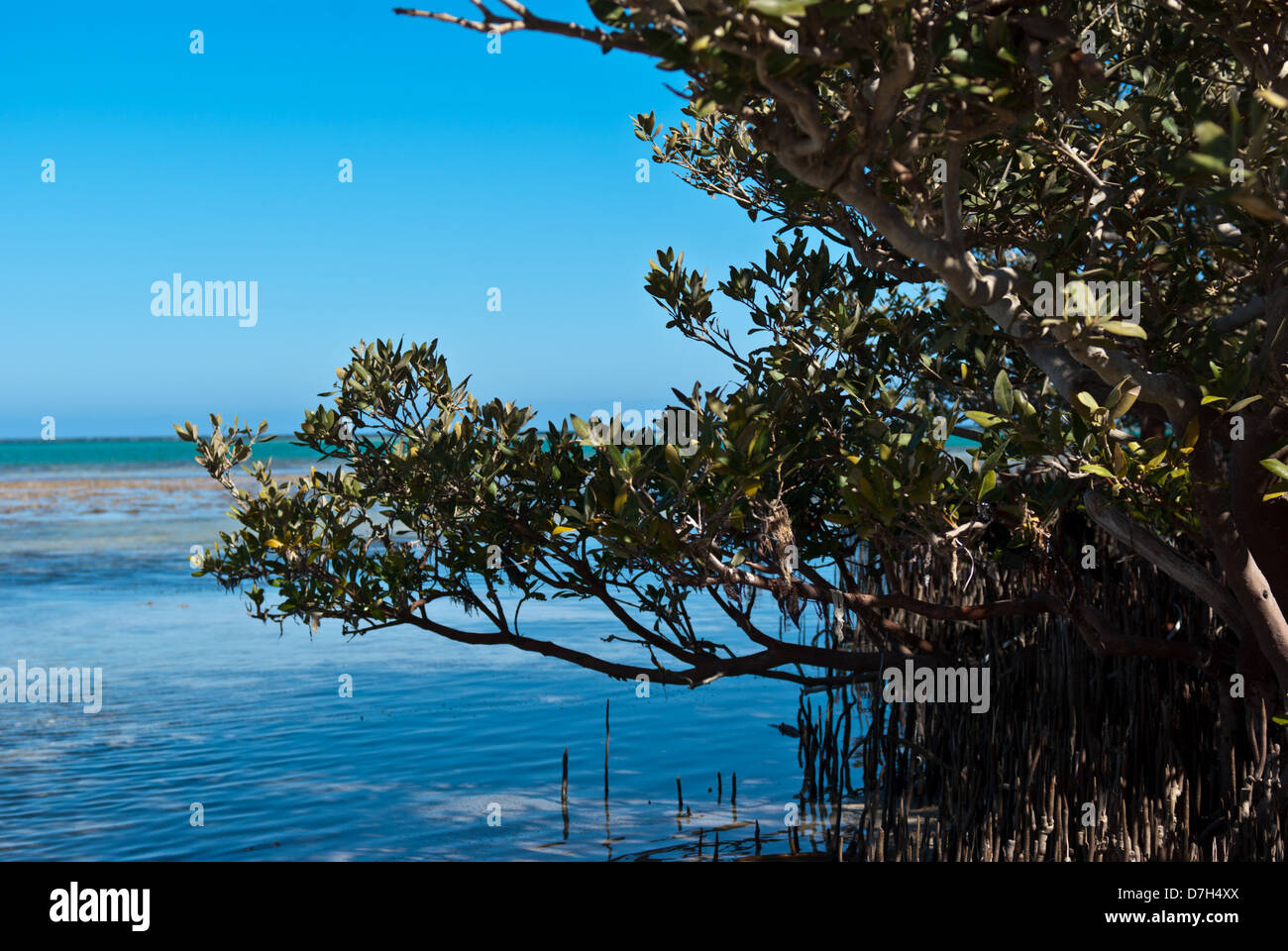 Les mangroves de la Mer Rouge près de hamata, Egypte Banque D'Images