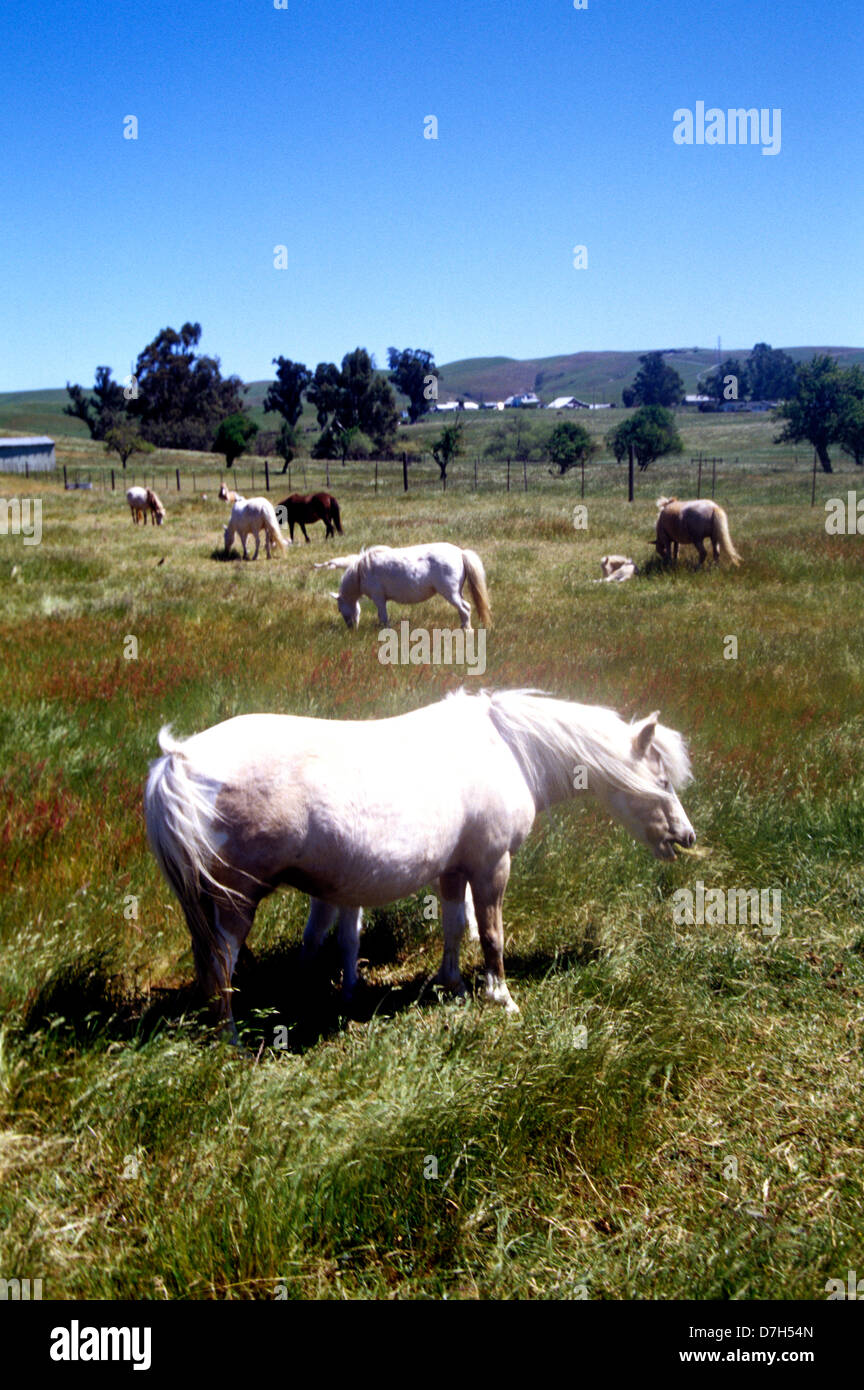 Avis de pâturage avec des chevaux d'enceintes et fautes le pâturage dans le début du printemps Banque D'Images