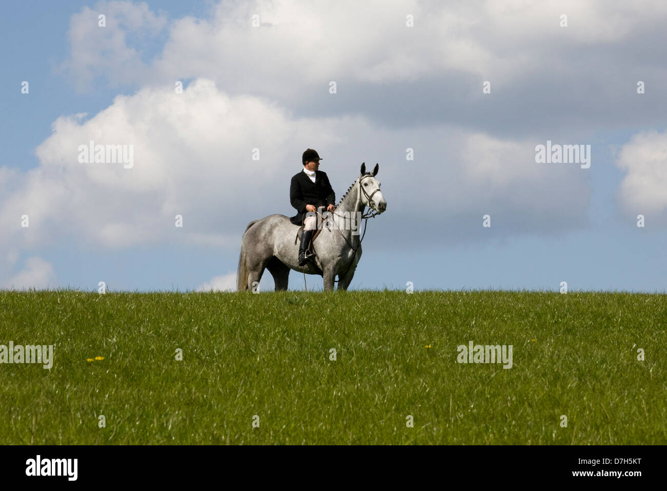 Huntsman solitaire sur un cheval gris avec des champs verts et bleu ciel Equus ferus caballus Banque D'Images
