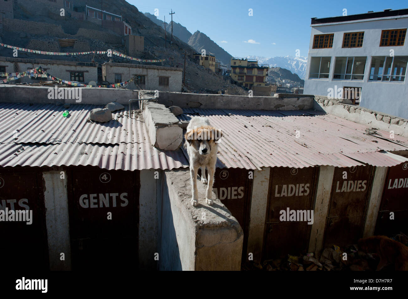 Un chien errant près de toilettes publiques dans la ville de montagne de Leh, Inde. Banque D'Images