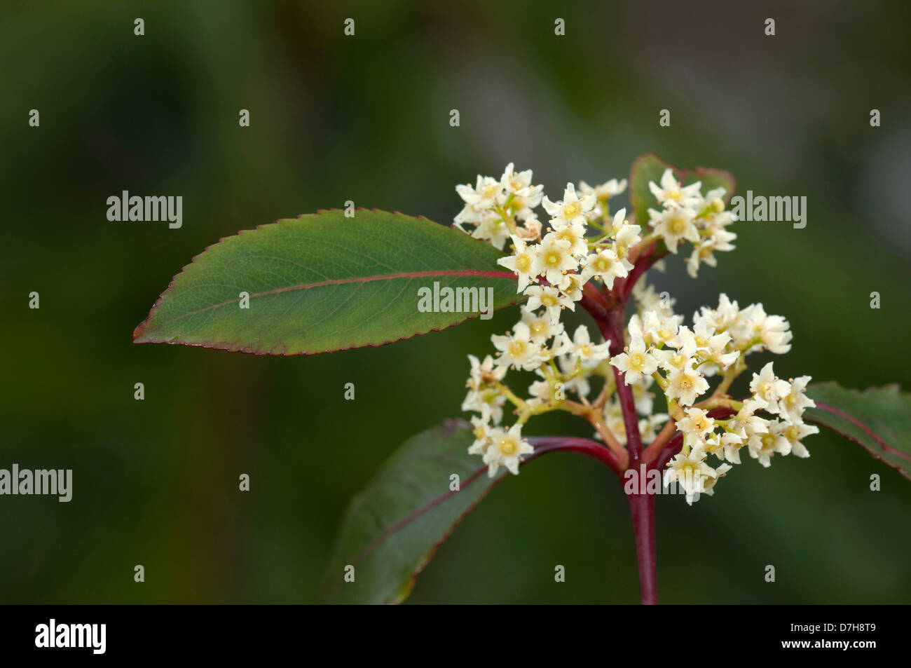 Le khat, Kath Tree (Catha edulis), rameau en fleurs Banque D'Images