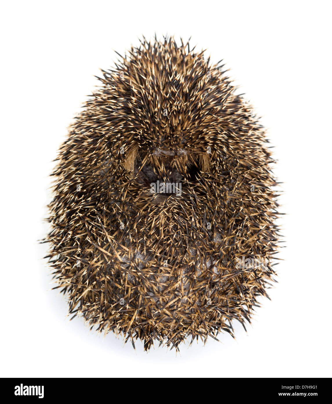 Hedgehog se recroquevilla contre fond blanc Banque D'Images