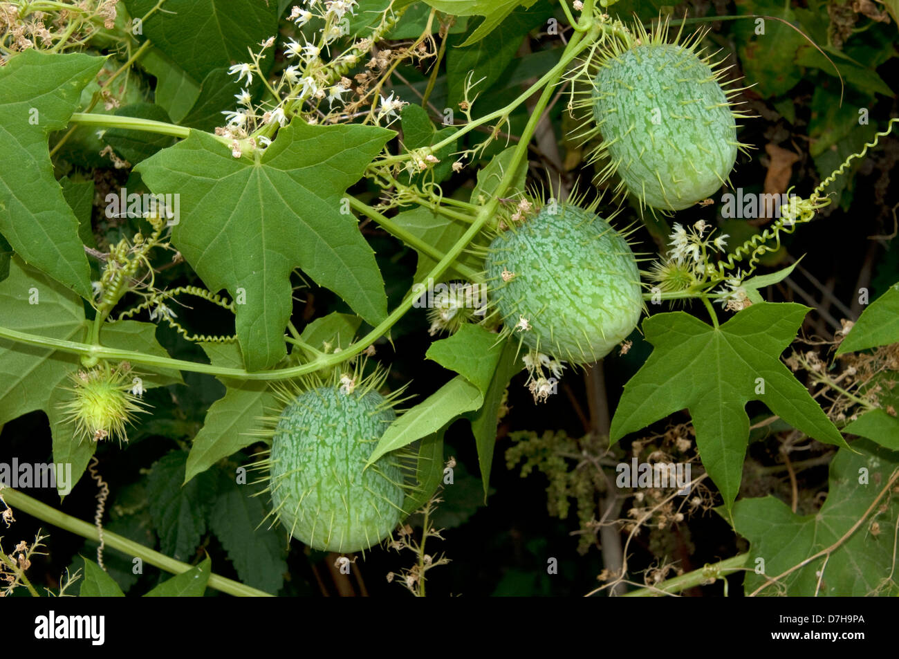 Le concombre sauvage, concombre épineux, sapin baumier (Apple Echinocystis lobata). Vrilles avec fruits et fleurs Banque D'Images