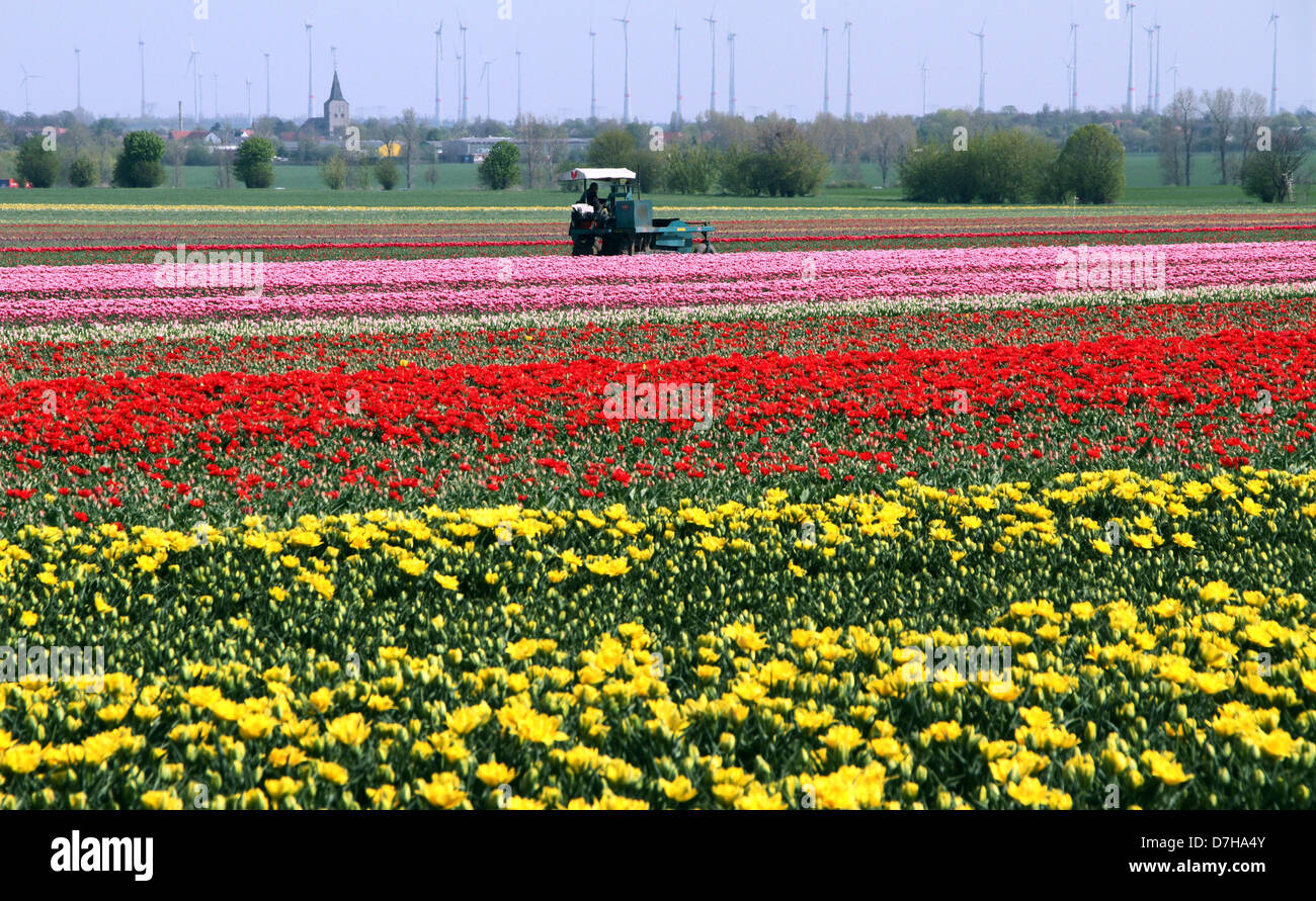 Un champ de tulipes est représenté à Schwaneberg, Allemagne, 03 mai 2013. Les différentes espèces de fleurs au printemps sont cultivées sur plus de 40 hectares. Photo : Peter Förster Banque D'Images