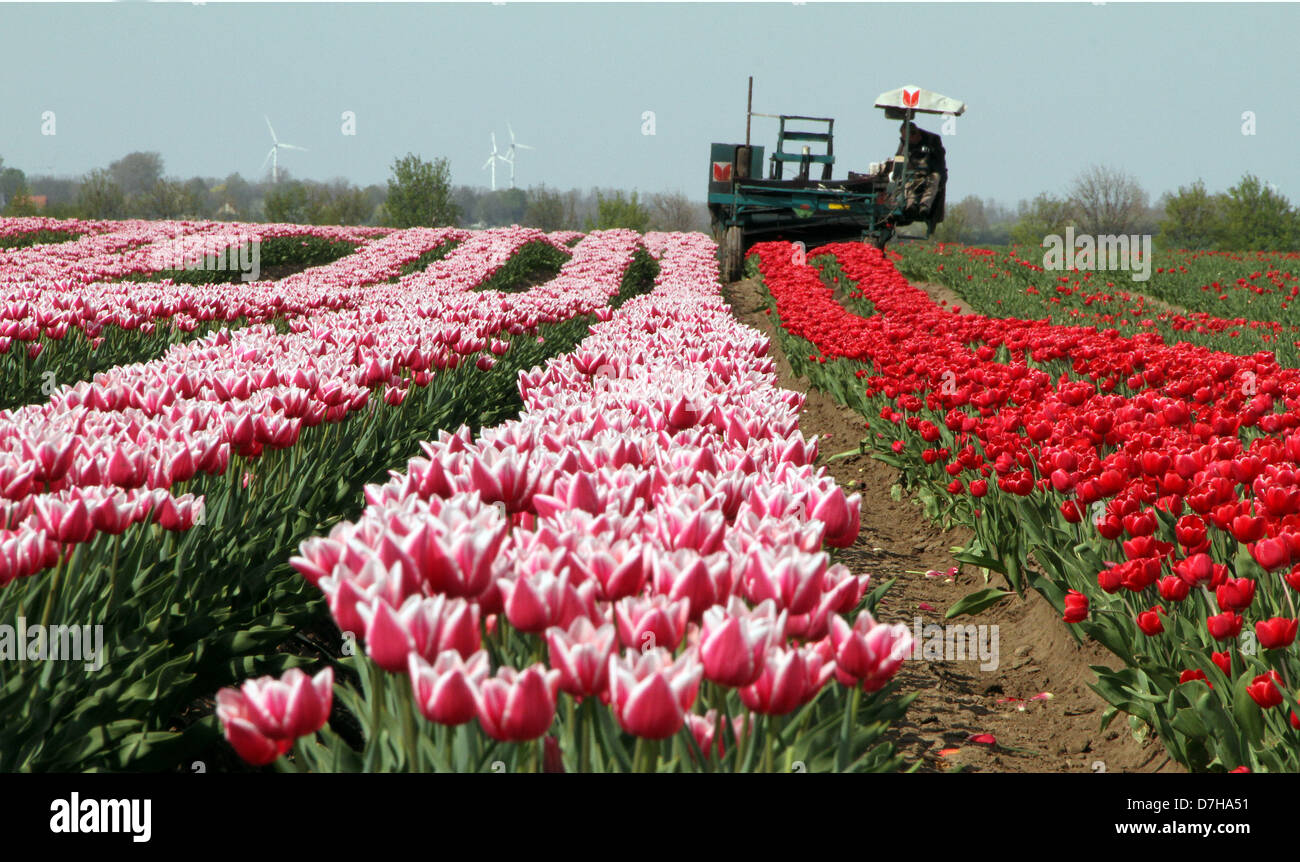 Un champ de tulipes est représenté à Schwaneberg, Allemagne, 03 mai 2013. Les différentes espèces de fleurs au printemps sont cultivées sur plus de 40 hectares. Photo : Peter Förster Banque D'Images