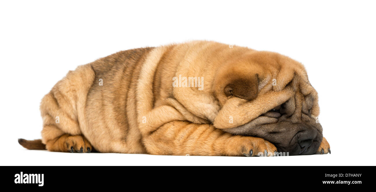 Vue latérale du chiot Shar Pei, 11 semaines, avoir menti sur fond blanc Banque D'Images