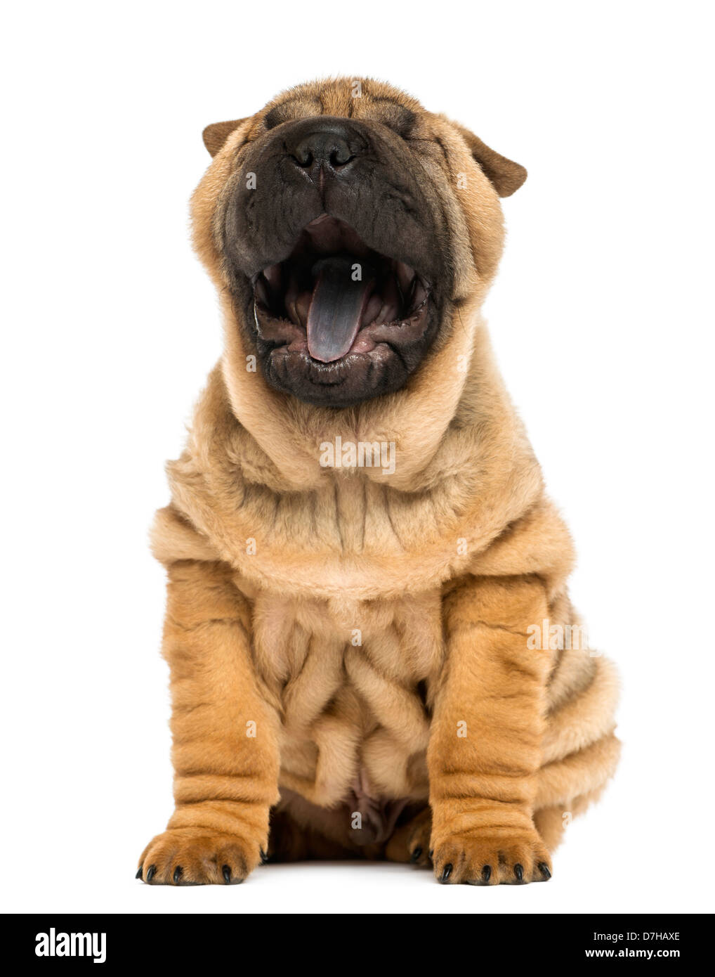 Vue frontale d'un chiot Shar Pei, 11 semaines, les bâillements against white background Banque D'Images