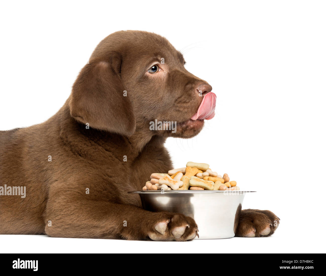 Close-up d'un Labrador Retriever Chiot Chien avec un bol, léchant ses lèvres l'âge de 2 mois, contre fond blanc Banque D'Images Close-up d'un Labrador Retriever Chiot Chien avec un bol, léchant ses lèvres l'âge de 2 mois, contre fond blanc Banque D'Images