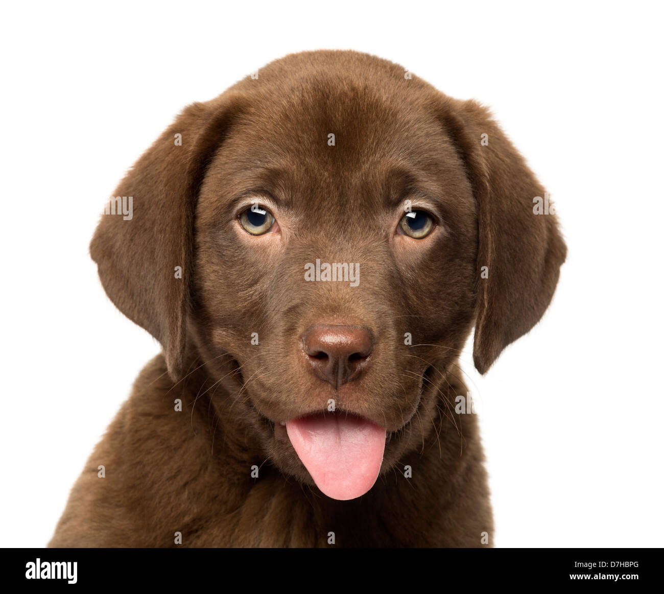 Close-up d'un Labrador Retriever, chiot de 2 mois, contre fond blanc Banque D'Images