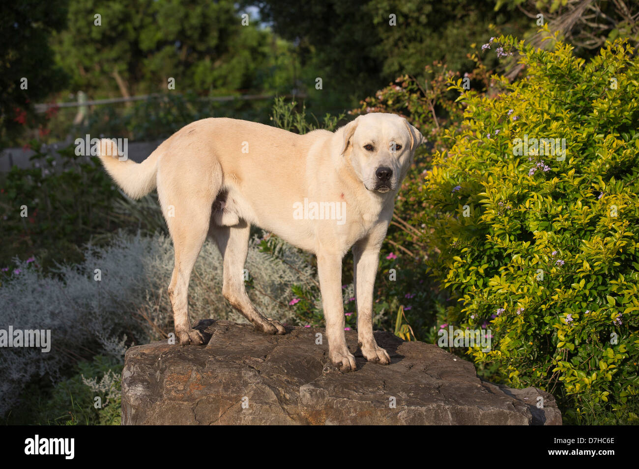 Chien de Berger d'Anatolie Kangal Canis lupus familiaris hot standing rock Banque D'Images