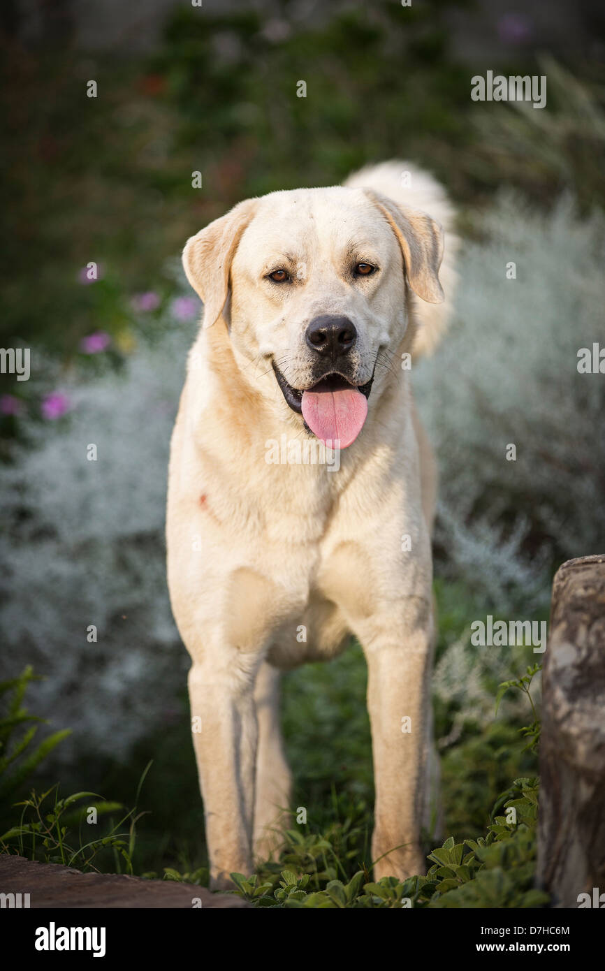 Chien de Berger d'Anatolie Kangal Canis lupus familiaris hot standing rock Banque D'Images