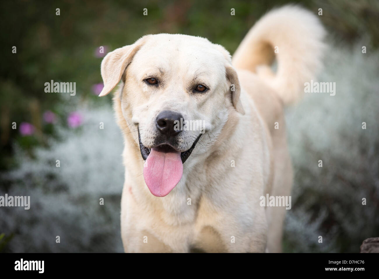 Chien de Berger d'Anatolie Kangal Canis lupus familiaris portrait d'adulte Banque D'Images