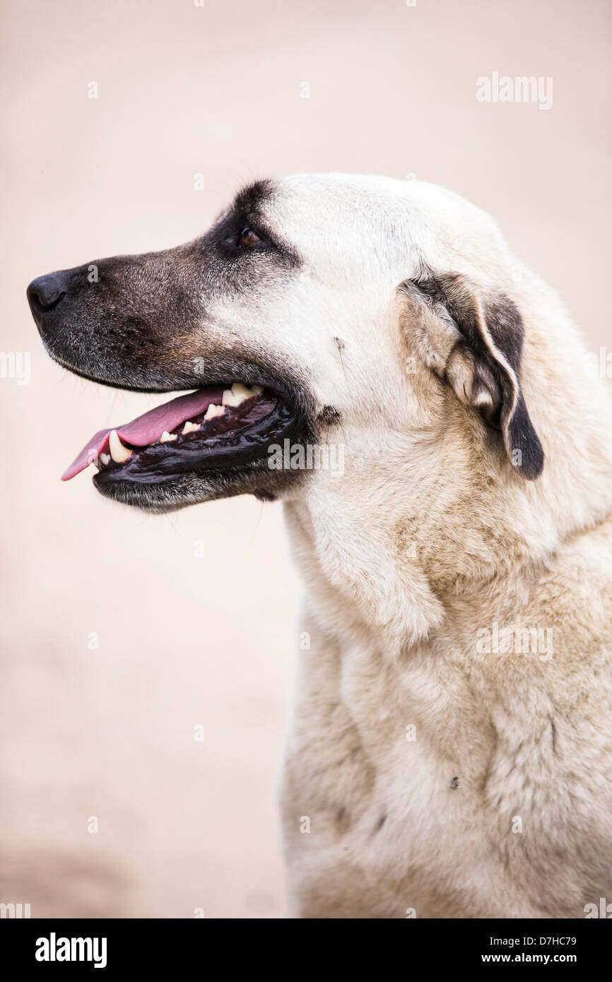 Chien de Berger d'Anatolie Kangal Canis lupus familiaris portrait d'adulte Banque D'Images