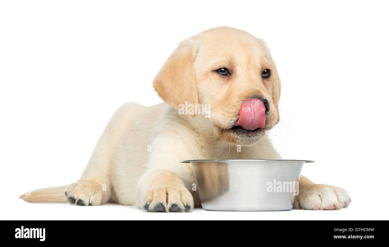 Labrador Retriever Puppy, 2 mois, léchant ses lèvres devant un bol contre fond blanc Banque D'Images Labrador Retriever Puppy, 2 mois, léchant ses lèvres devant un bol contre fond blanc Banque D'Images