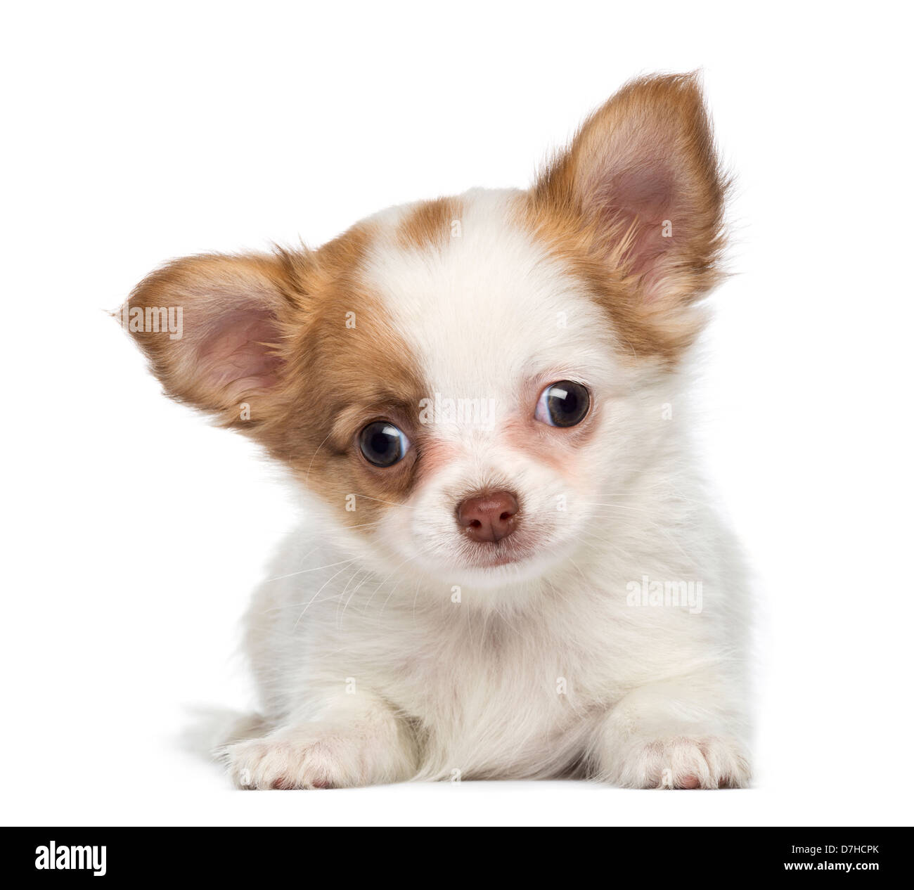 Chihuahua Puppy, 2 mois, avoir menti sur fond blanc Banque D'Images