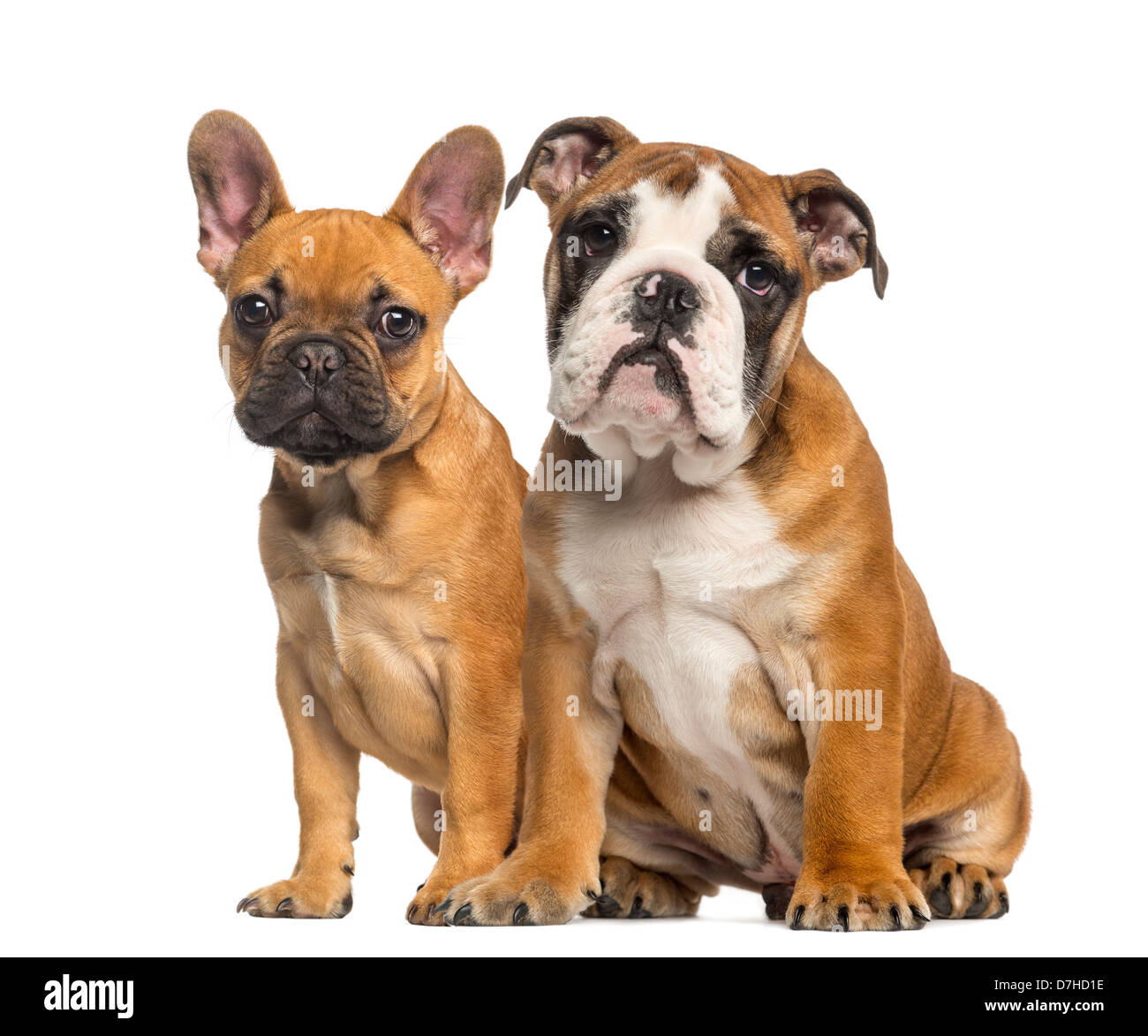 Chiot Bulldog Anglais Et Bouledogue Francais Chiots Assis A Cote De L Autre Contre Fond Blanc Photo Stock Alamy