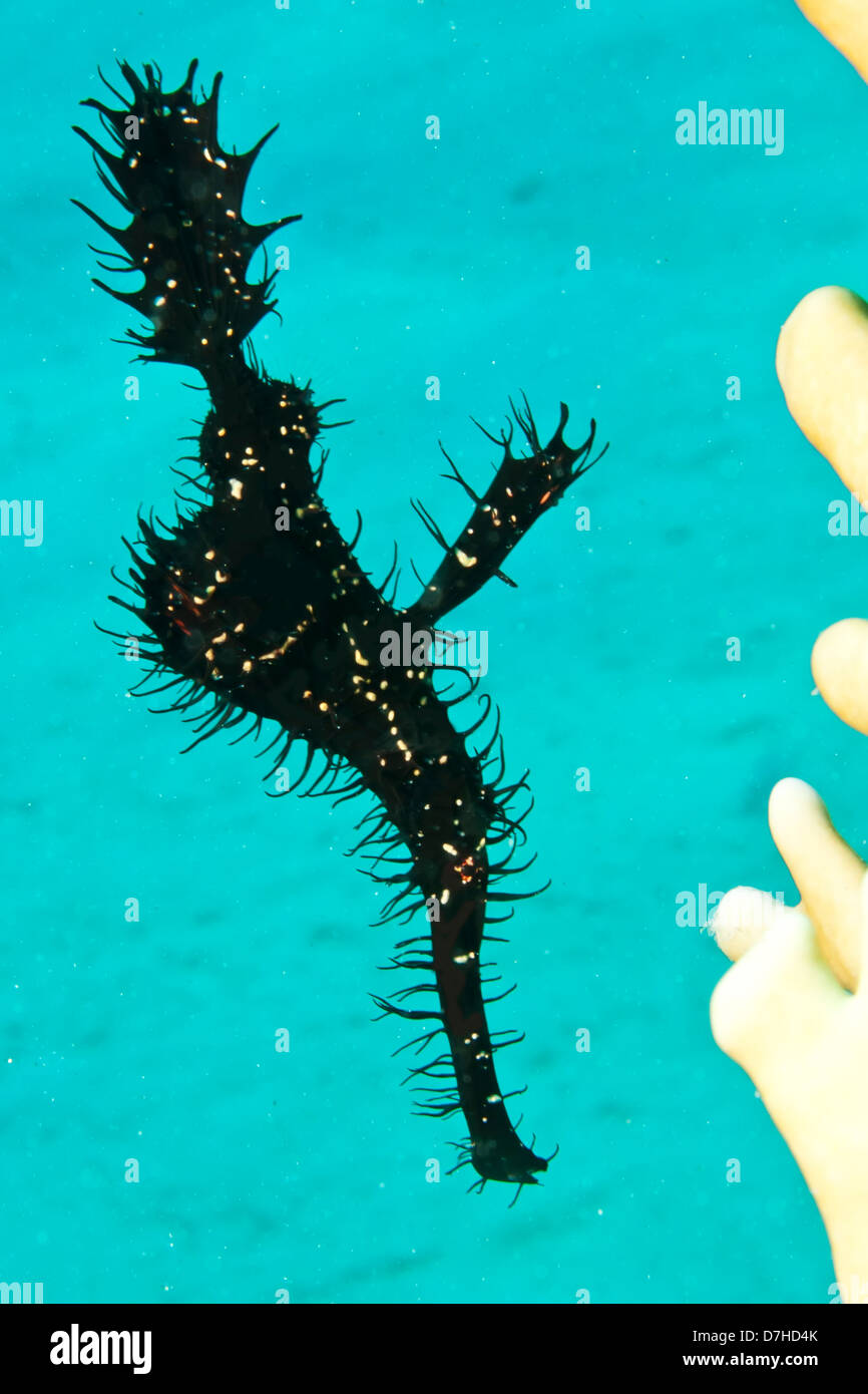 Syngnathe fantôme orné (Solenostomus Paradoxis). Prise à Ras Mohamed en Mer Rouge, Egypte. Banque D'Images