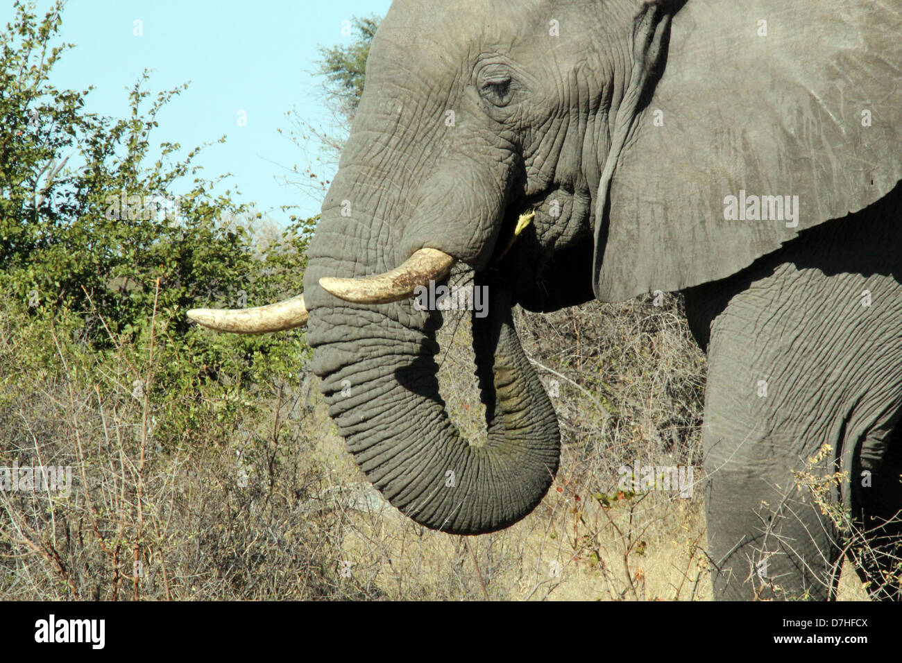 L'alimentation, de l'éléphant au Botswana, la rivière Khwai Banque D'Images