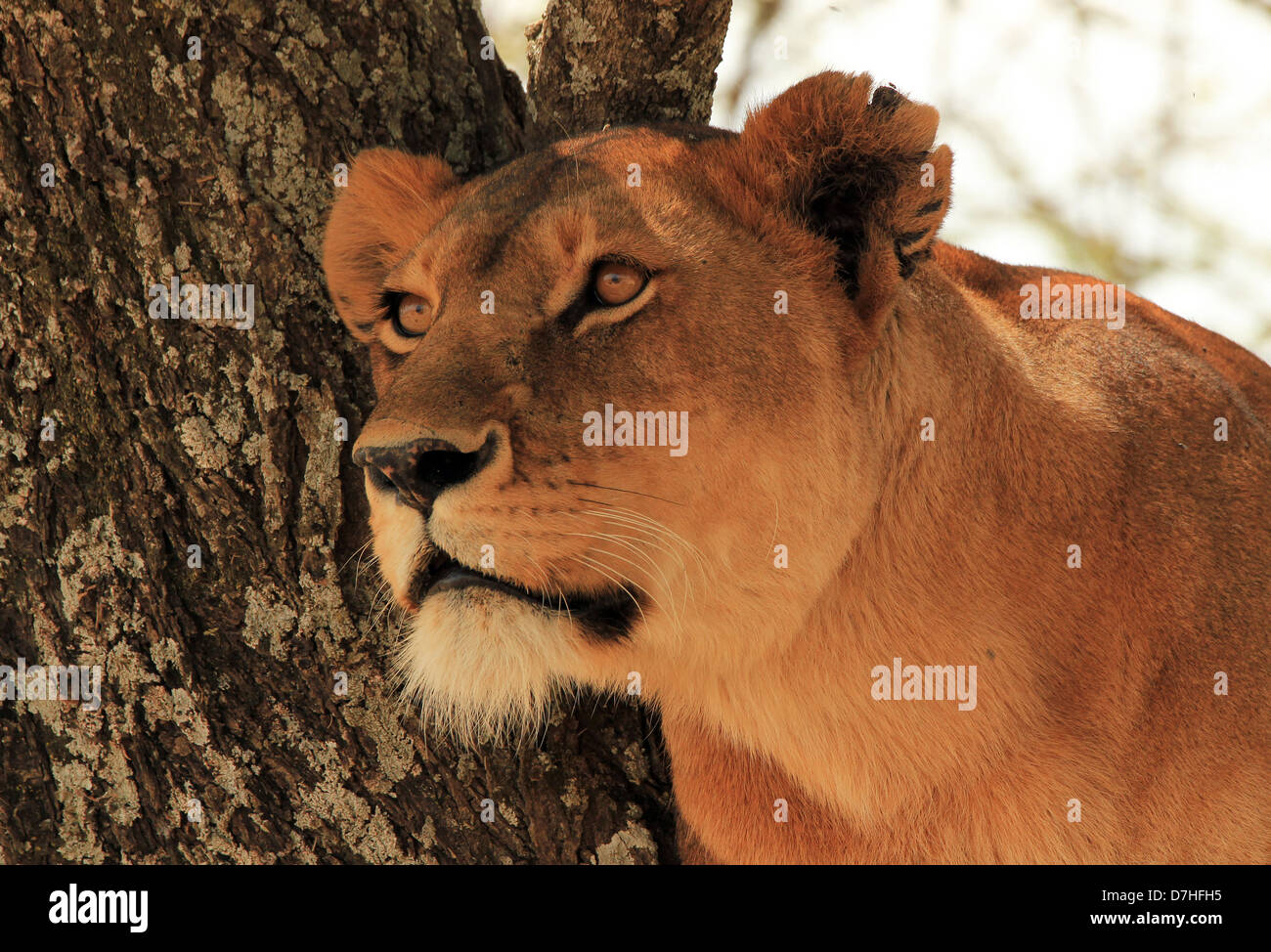 Portrait d'une lionne (Panthera leo) dans un arbre, Serengeti, Tanzanie Banque D'Images