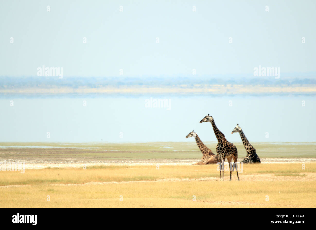 Les Girafes masaï (Giraffa Tippelskirchi) au lac Manyara, Tanzanie Banque D'Images