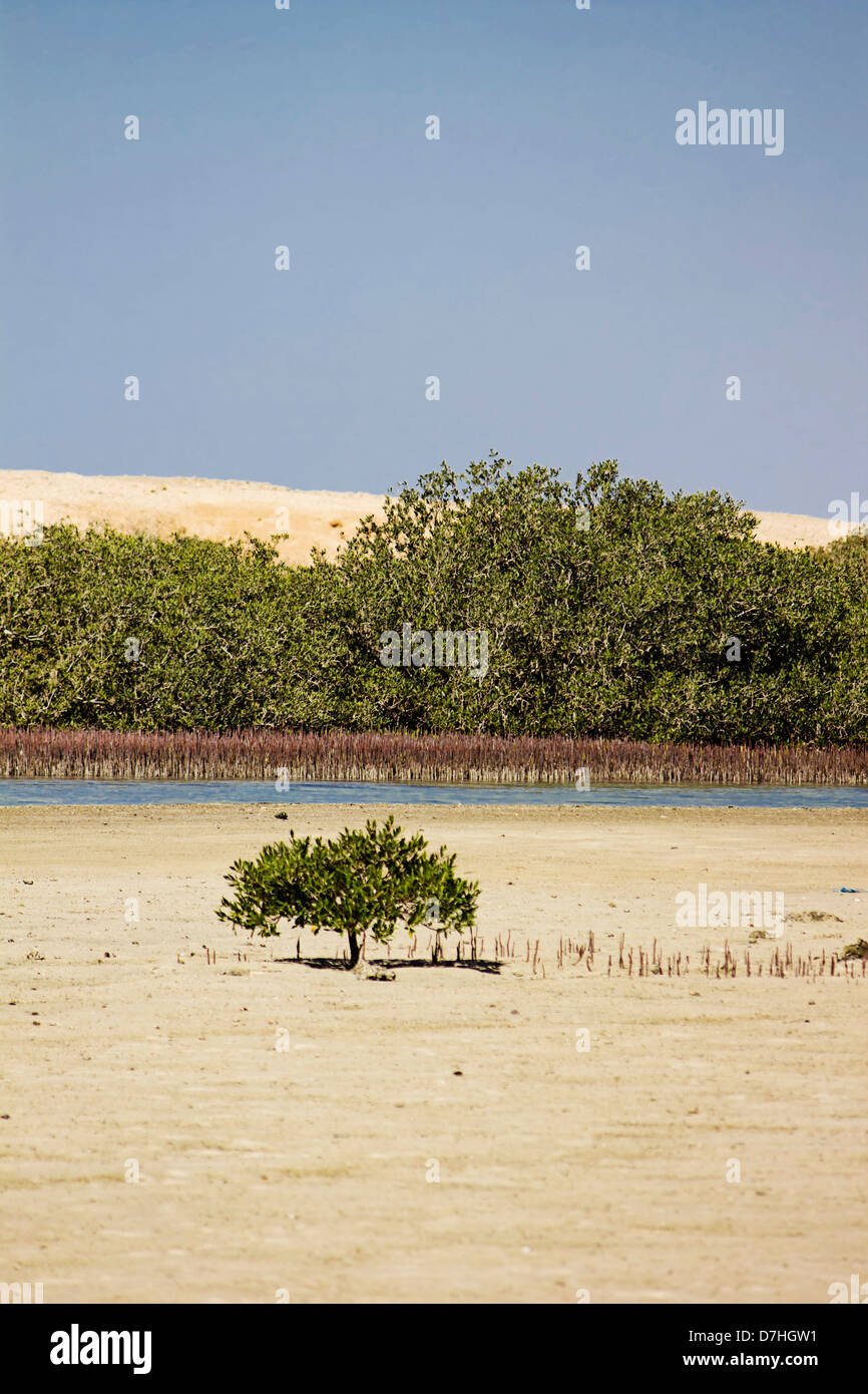 Baie de mangrove dans le Parc National Ras Mohamed, de l'Égypte. Banque D'Images