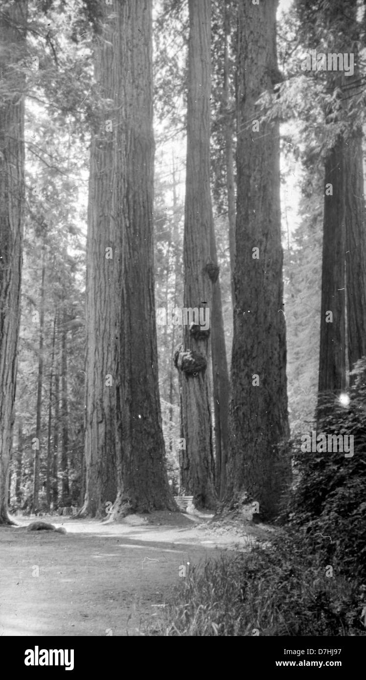 Les « sept Sœurs » sont un célèbre groupe d'arbres du parc Stanley, Vancouver, C.-B. Ces arbres sont devenus un symbole emblématique du parc, représentant la nature et la résilience au milieu du développement urbain. Banque D'Images