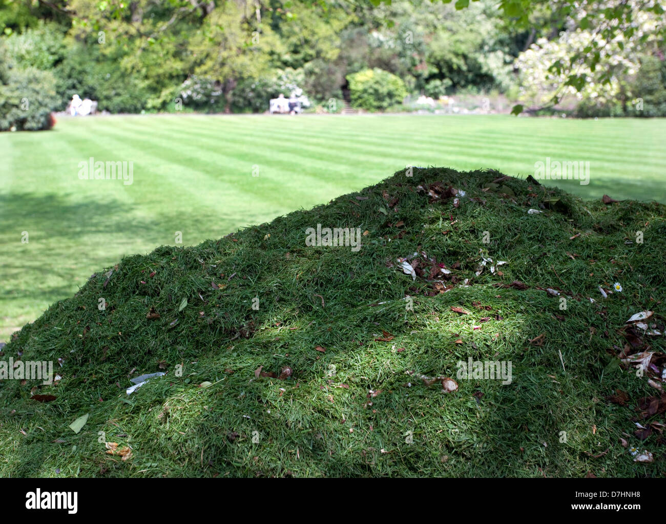 Gazon et pelouse nouvellement à Londres park Banque D'Images