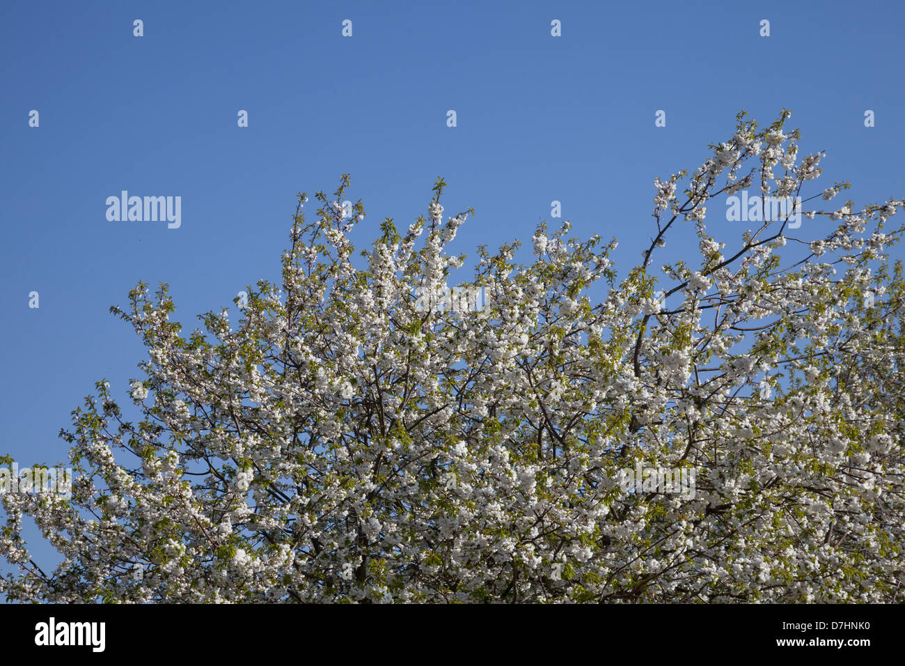 Wild Cherry Blossom Banque D'Images