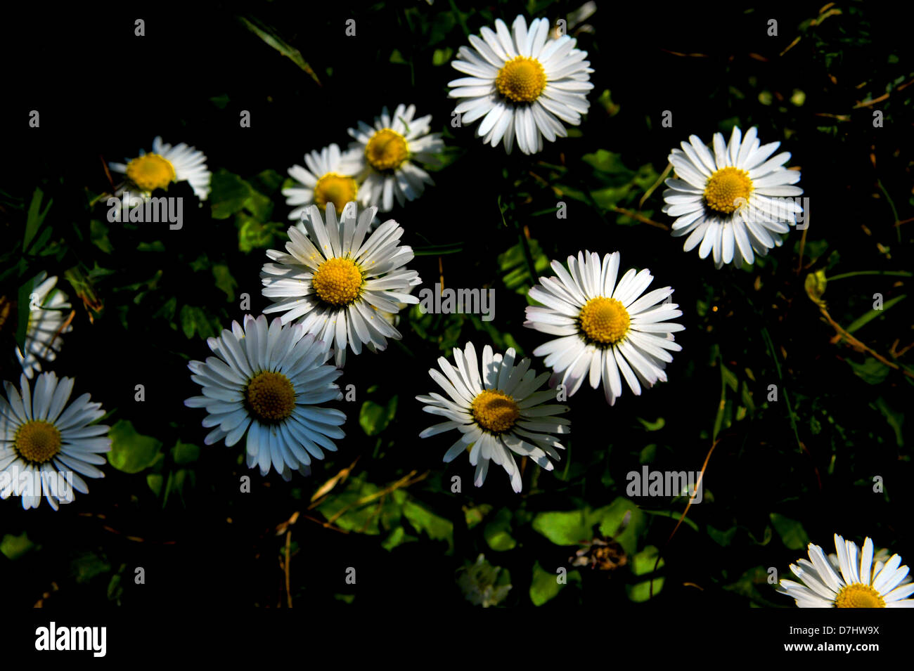 La pelouse du jardin commun Nom scientifique Daisy Bellis perennis photographie prise par Simon Dack Banque D'Images