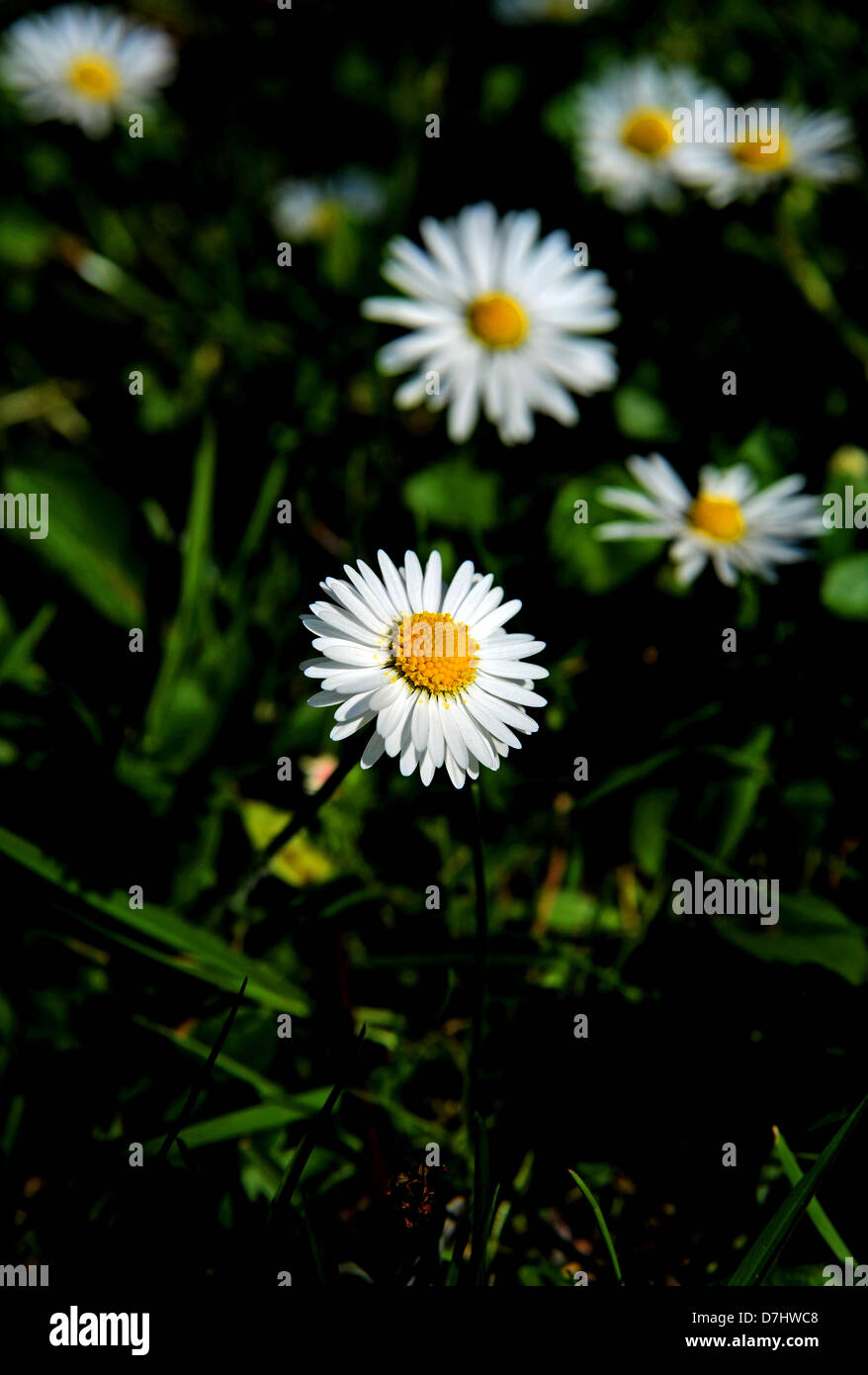 La pelouse du jardin commun Nom scientifique Daisy Bellis perennis photographie prise par Simon Dack Banque D'Images