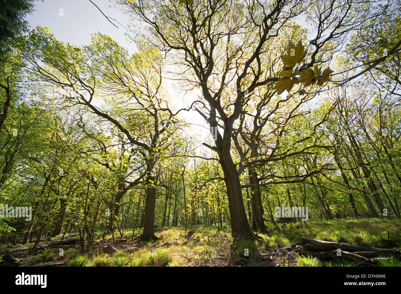 L'Oxfordshire, UK. Une vue de Wytham Grand Bois, près de Oxford. L'année 2013. Banque D'Images