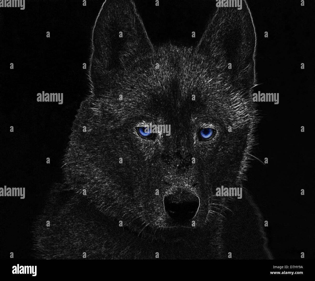 Un gravage comme image d'un chien Husky avec des yeux bleus. Banque D'Images