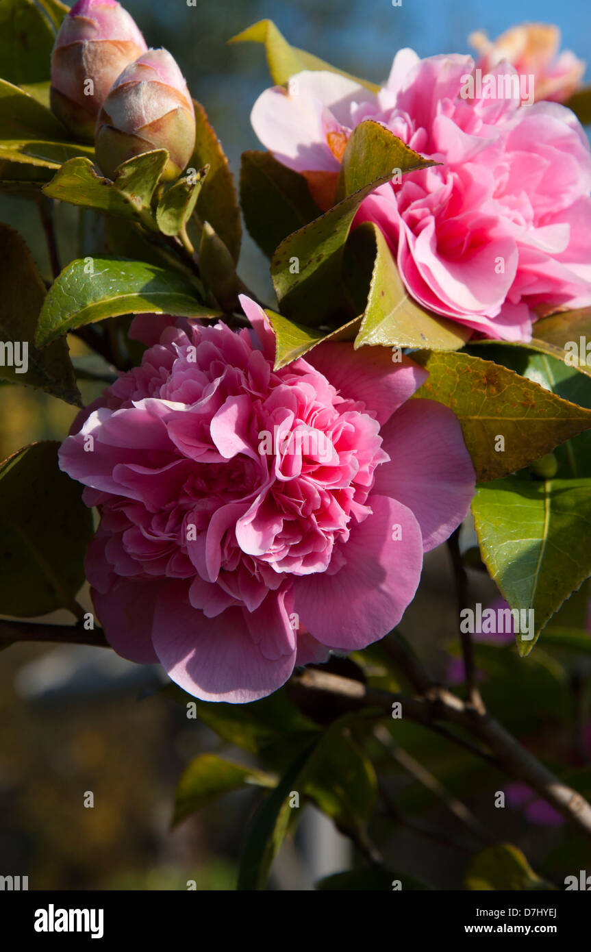 Camellia flowerheads, Camellia japonica, theaceae, fleuris, ensoleillée, selective focus Banque D'Images