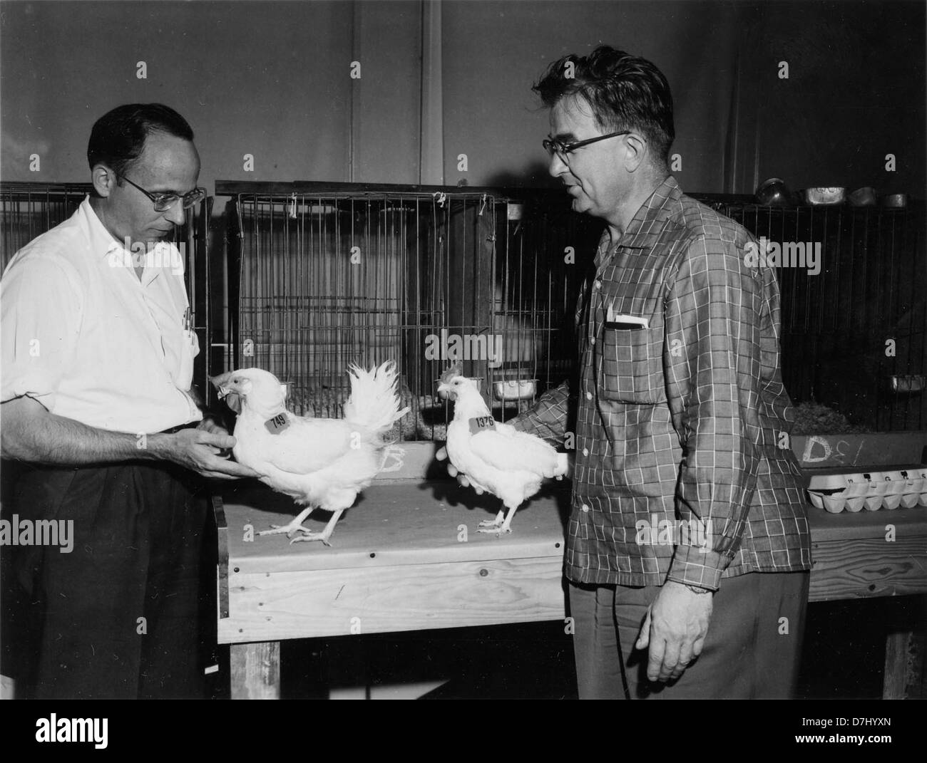 Cette photographie de 1958 capture une scène rurale avec des poulets, illustrant la vie dans une ferme. Il reflète les pratiques agricoles et les méthodes d'élevage du milieu du XXe siècle. Banque D'Images