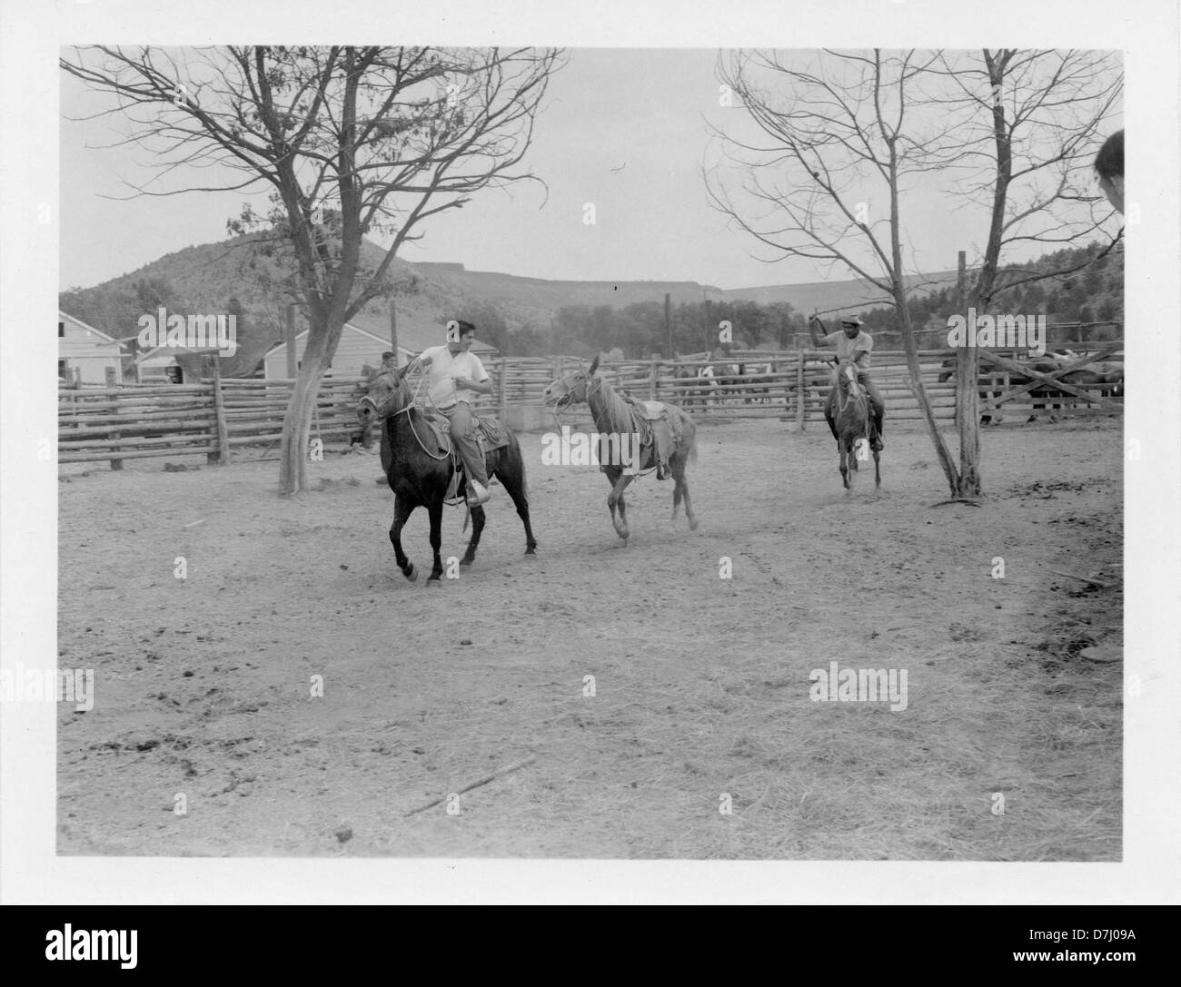 Une pratique traditionnelle de domptage des chevaux sauvages à la Warm Springs Indian Reservation dans le comté de Jefferson, reflétant l'importance culturelle de l'entraînement des chevaux dans les traditions amérindiennes. Banque D'Images