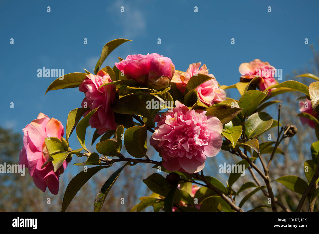 Camellia flowerheads, Camellia japonica, theaceae, fleuris, ensoleillée,fond de ciel bleu Banque D'Images