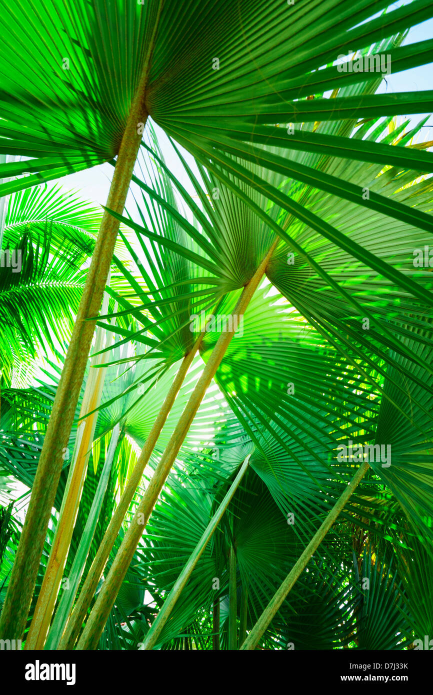 La Jamaïque, feuilles de palmier Banque D'Images