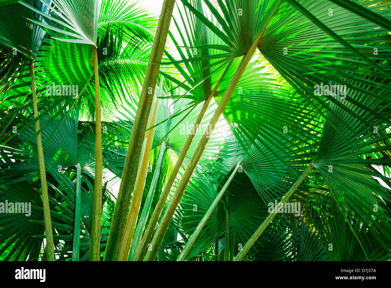 La Jamaïque, feuilles de palmier Banque D'Images