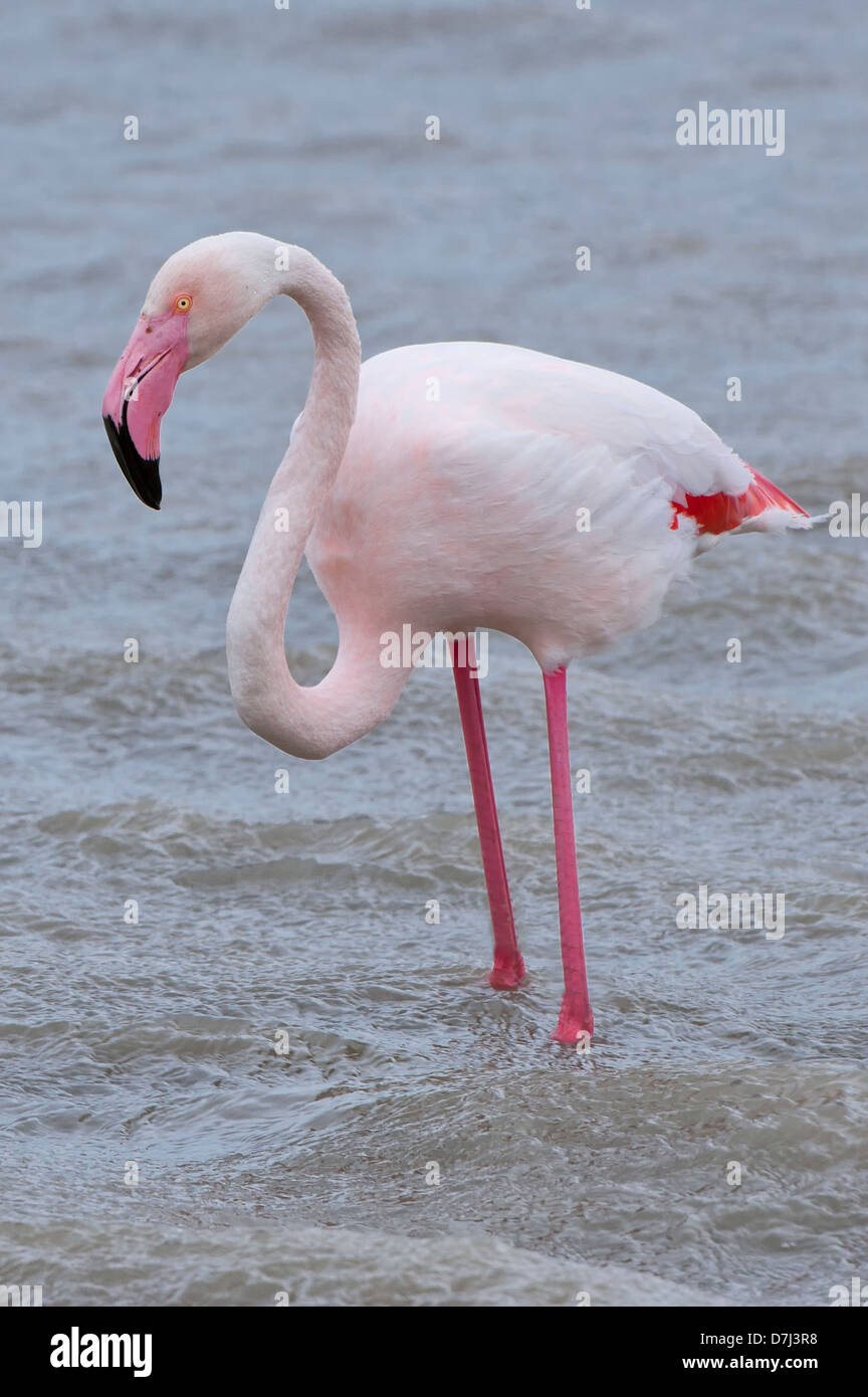 Flamant rose (Phoenicopterus roseus), Saintes Maries de la mer, Camargue, France Banque D'Images