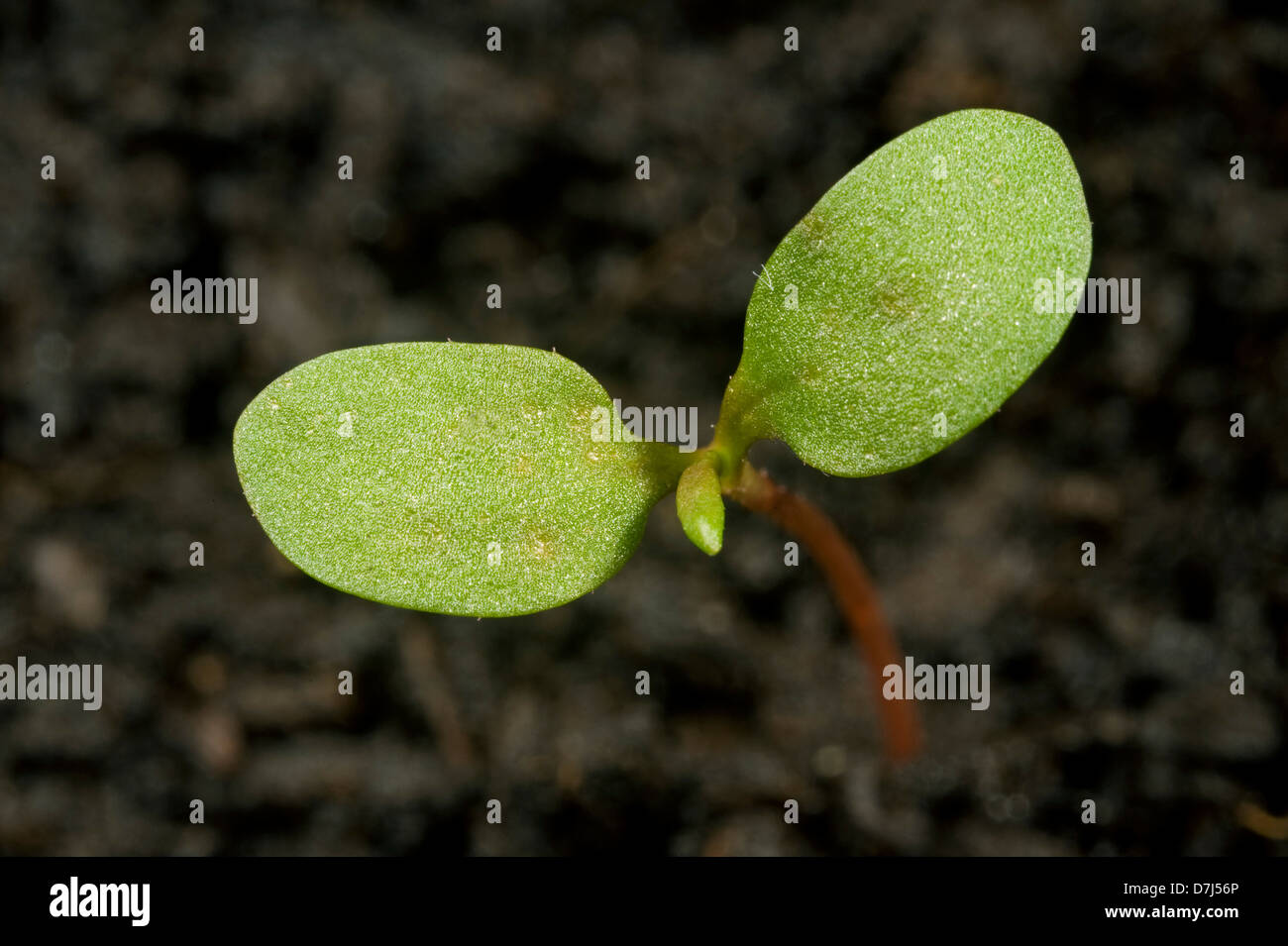 Chevalier arlequin, Polygonum maculosa, cotylédons des plantules seulement Banque D'Images