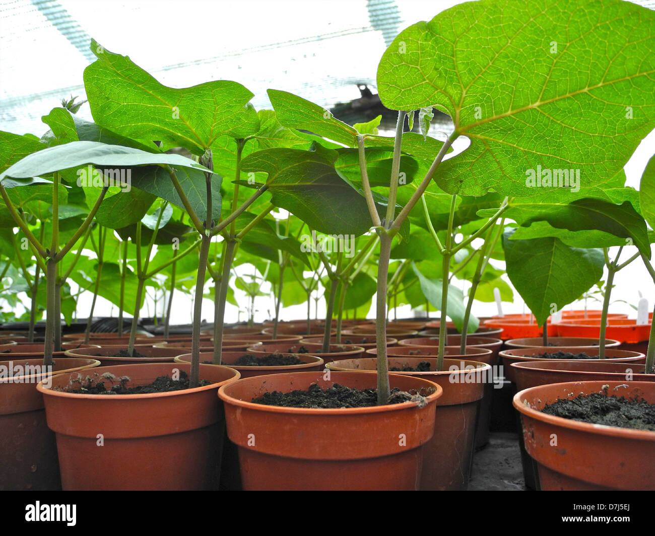 Les jeunes plantes - ces haricots sont prêts à planter Banque D'Images