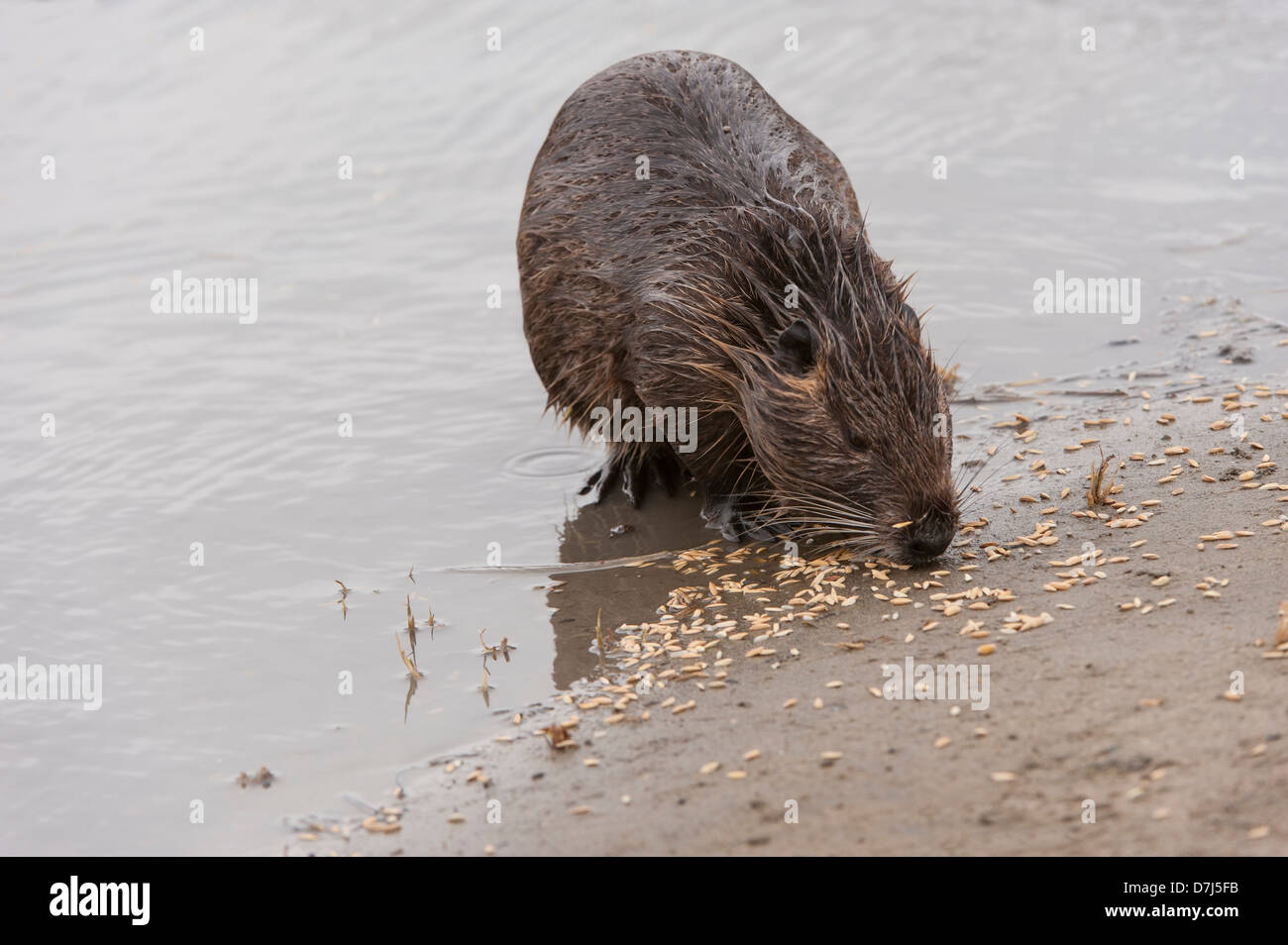 Loutre d'Europe (Lutra lutra) ou la loutre eurasienne Banque D'Images