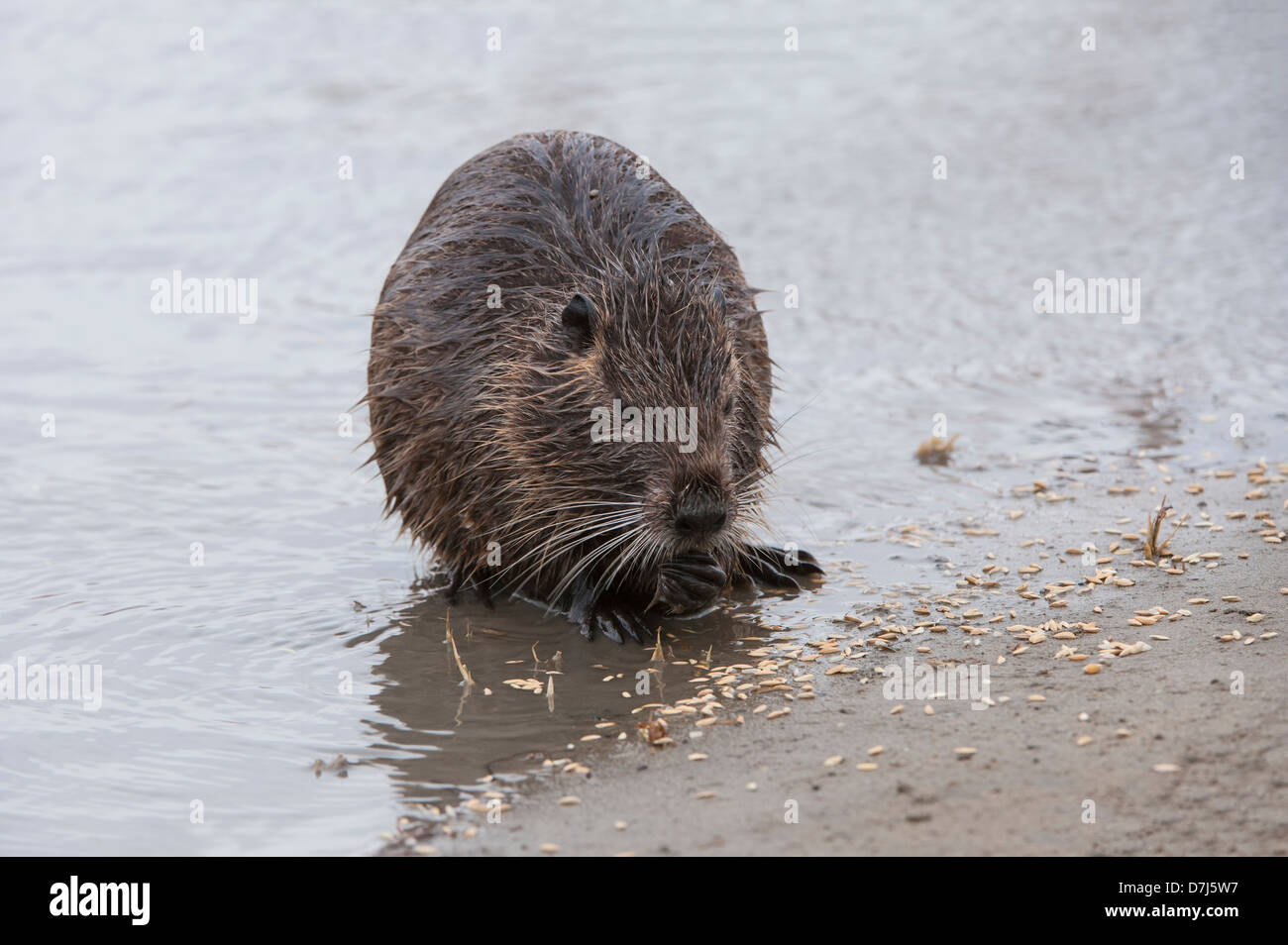 Loutre d'Europe (Lutra lutra) ou la loutre eurasienne Banque D'Images